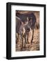 Zebra Foal with Adults-DLILLC-Framed Photographic Print