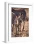 Zebra Foal with Adults-DLILLC-Framed Photographic Print