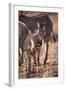 Zebra Foal with Adults-DLILLC-Framed Photographic Print