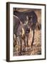 Zebra Foal with Adults-DLILLC-Framed Photographic Print