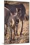 Zebra Foal with Adults-DLILLC-Mounted Photographic Print