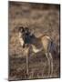 Zebra Foal-DLILLC-Mounted Photographic Print