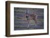 Zebra Foal-DLILLC-Framed Photographic Print