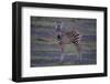 Zebra Foal-DLILLC-Framed Photographic Print