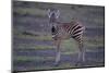 Zebra Foal-DLILLC-Mounted Photographic Print