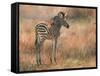 Zebra Foal-David Stribbling-Framed Stretched Canvas