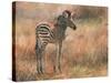 Zebra Foal-David Stribbling-Stretched Canvas