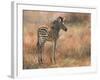 Zebra Foal-David Stribbling-Framed Art Print