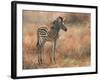 Zebra Foal-David Stribbling-Framed Art Print