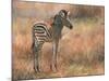 Zebra Foal-David Stribbling-Mounted Art Print