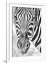 Zebra Focus-Catherina Unger-Framed Giclee Print