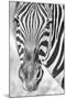 Zebra Focus-Catherina Unger-Mounted Giclee Print