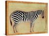 Zebra, from the "Minto Album," Mughal, 1621-Ustad Mansur-Stretched Canvas