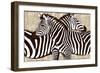 Zebra Gathering-Darren Davison-Framed Art Print