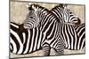 Zebra Gathering-Darren Davison-Mounted Art Print