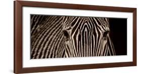 Zebra Grevy-Marina Cano-Framed Art Print