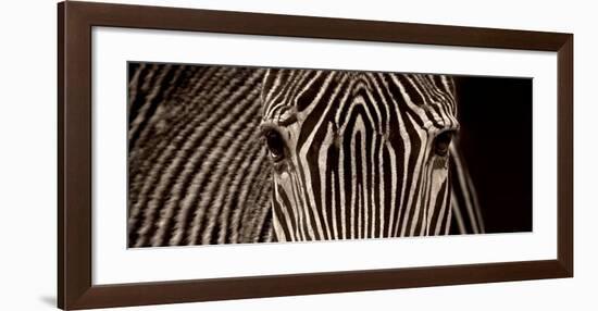 Zebra Grevy-Marina Cano-Framed Art Print