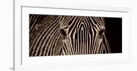 Zebra Grevy-Marina Cano-Framed Art Print