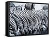 Zebra Herd Drinking at a Water Hole Etosha Game Reserve in Namibia Africa-null-Framed Stretched Canvas