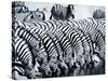 Zebra Herd Drinking at a Water Hole Etosha Game Reserve in Namibia Africa-null-Stretched Canvas