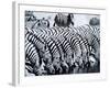 Zebra Herd Drinking at a Water Hole Etosha Game Reserve in Namibia Africa-null-Framed Photographic Print