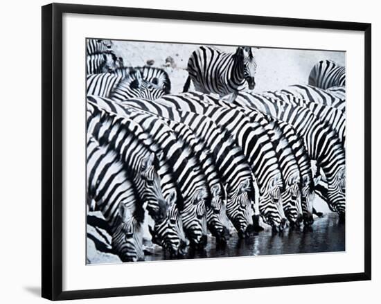 Zebra Herd Drinking at a Water Hole Etosha Game Reserve in Namibia Africa-null-Framed Photographic Print