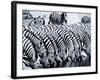 Zebra Herd Drinking at a Water Hole Etosha Game Reserve in Namibia Africa-null-Framed Photographic Print