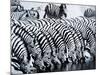 Zebra Herd Drinking at a Water Hole Etosha Game Reserve in Namibia Africa-null-Mounted Photographic Print