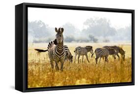 Zebra Herd In The Wild-Donvanstaden-Framed Stretched Canvas