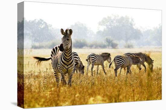 Zebra Herd In The Wild-Donvanstaden-Stretched Canvas