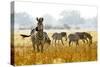 Zebra Herd In The Wild-Donvanstaden-Stretched Canvas