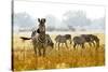 Zebra Herd In The Wild-Donvanstaden-Stretched Canvas