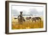 Zebra Herd In The Wild-Donvanstaden-Framed Photographic Print