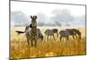 Zebra Herd In The Wild-Donvanstaden-Mounted Photographic Print