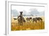 Zebra Herd In The Wild-Donvanstaden-Framed Photographic Print