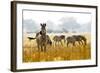 Zebra Herd In The Wild-Donvanstaden-Framed Photographic Print