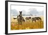 Zebra Herd In The Wild-Donvanstaden-Framed Photographic Print