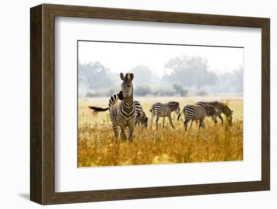 Zebra Herd In The Wild-Donvanstaden-Framed Photographic Print