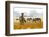 Zebra Herd In The Wild-Donvanstaden-Framed Photographic Print