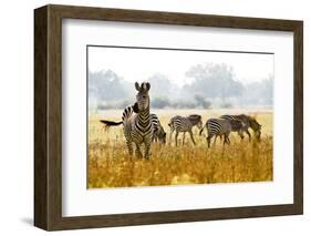 Zebra Herd In The Wild-Donvanstaden-Framed Photographic Print