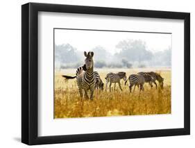 Zebra Herd In The Wild-Donvanstaden-Framed Photographic Print