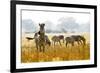 Zebra Herd In The Wild-Donvanstaden-Framed Photographic Print