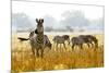 Zebra Herd In The Wild-Donvanstaden-Mounted Photographic Print