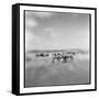 Zebra Herd, Masai Mara Game Reserve, Kenya-Paul Souders-Framed Stretched Canvas