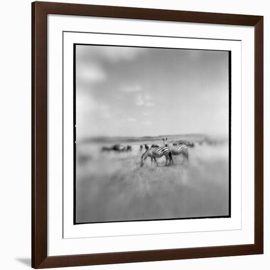 Zebra Herd, Masai Mara Game Reserve, Kenya-Paul Souders-Framed Photographic Print