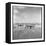 Zebra Herd, Masai Mara Game Reserve, Kenya-Paul Souders-Framed Stretched Canvas