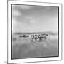 Zebra Herd, Masai Mara Game Reserve, Kenya-Paul Souders-Mounted Photographic Print