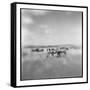 Zebra Herd, Masai Mara Game Reserve, Kenya-Paul Souders-Framed Stretched Canvas