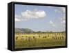 Zebra Herd, Serengeti National Park, Tanzania-Joe & Mary Ann McDonald-Framed Stretched Canvas