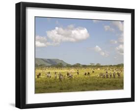 Zebra Herd, Serengeti National Park, Tanzania-Joe & Mary Ann McDonald-Framed Premium Photographic Print